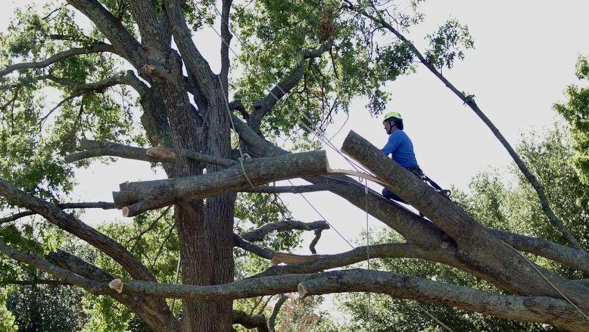 Professional Crown Thinning performed by certified arborists in Almond